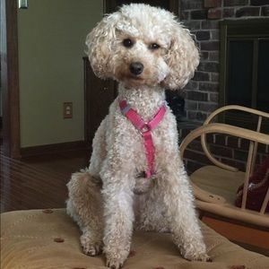 Meet your Posher, Stella